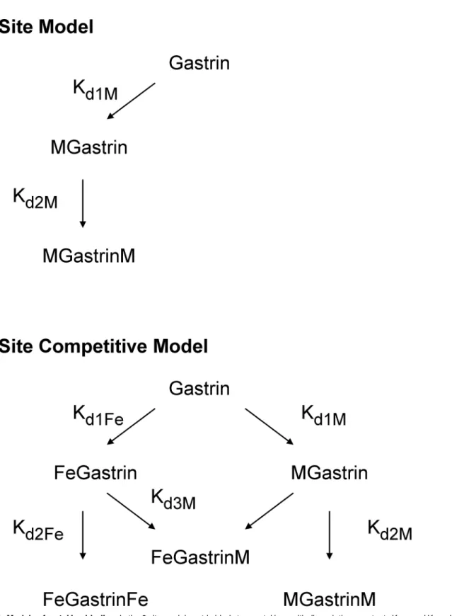 Fig 1. Models of metal ion binding. In the 2 site model gastrin binds two metal ions with dissociation constants K d1M and K d2M 