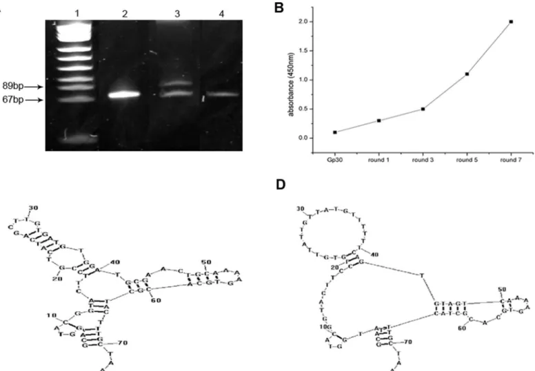 Fig 1. Aptamer generation using the SELEX process. (A) Seven M urea 8% denatured polyacrylamide gel electrophoresis was used to confirm ssDNA, which was separated by asymmetric PCR after each round