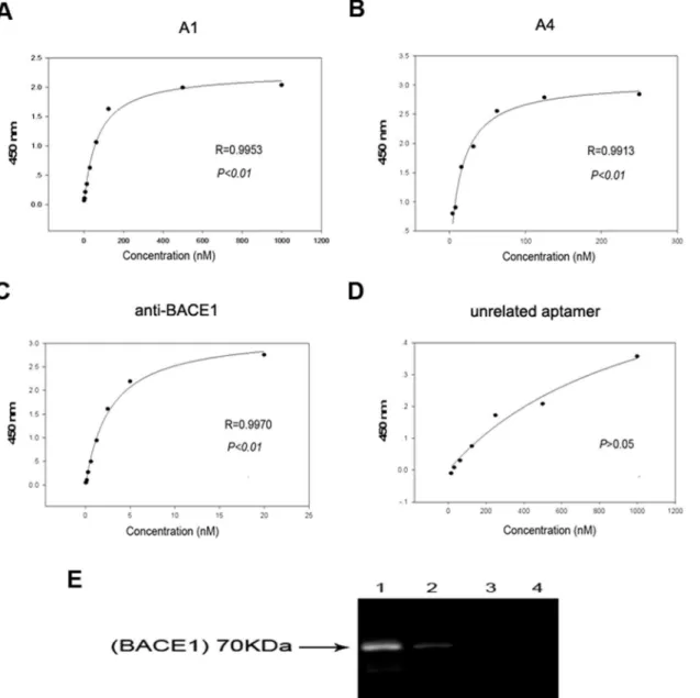 Fig 2. Selected aptamers to BACE1 exhibit good specificity and high affinity. (A-D) Binding curves of A1, A4, anti-BACE1 and an unrelated aptamer, U31