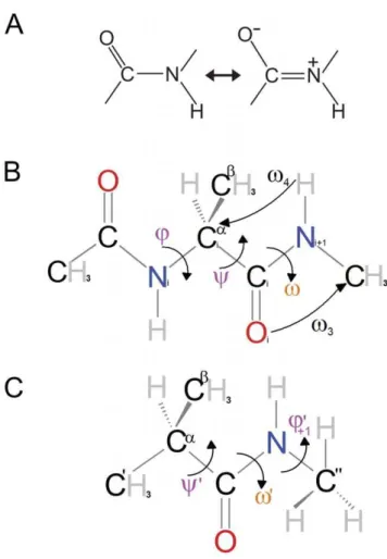 Figure 1. Diagram of model systems. (A) Classical representation of the major resonance forms of the peptide bond studied; (B) acetyl  N-methylalaninamide (Ala1); (C) Simplified model (Pep)