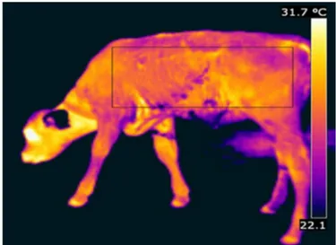 Figura 2. Imagem térmica da superfície do animal obtida a  partir do registro da câmera termográica, para estimativa  da temperatura de pelame (°C)