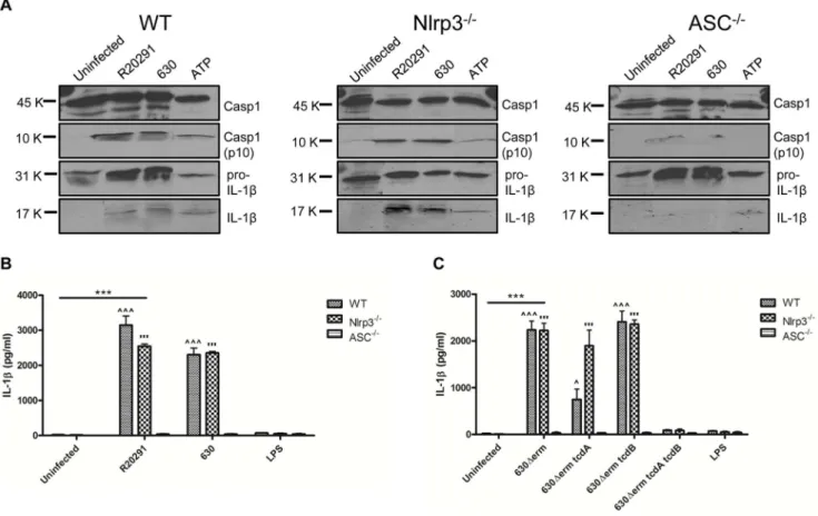 Figure 4. C. difficile toxins trigger BMDC IL-1b release by activating an ASC-containing inflammasome