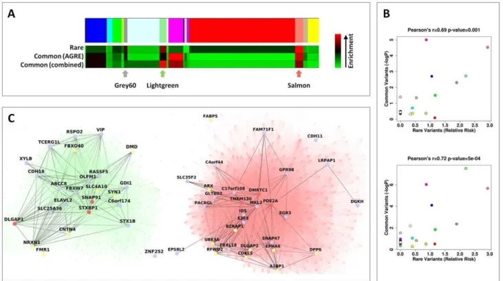 Figure 3. Rare and common variations in ASD perturb shared neuronal modules. (A) Color map showing the different modules in the WGCNA analysis