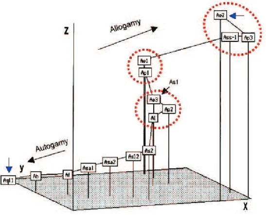 fig. 1. Minimum spanning tree of species and subspecies of the tribe Aveneae in an ordination (coniguration) space  created by the non-metric multidimensional scaling method, presenting the variation in the breeding system – autogamy  versus allogamy.