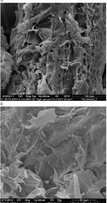 Figura 2.  Micrograia  dos  resíduos  de  palmito  pupunha  ampliada 800 vezes (A) e palha de milho ampliada 1200  vezes (B)