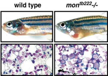 Figure 1. Zebrafish mon Mutants Have Severe Defects in Primitive Hematopoiesis