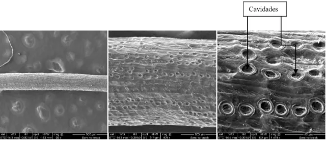 Figura 5. Fotomicrograias em diferentes aumentos por microscopia eletrônica de varredura (MEV) da ibra de coco  imersa por 81 dias na solução Cimento-15
