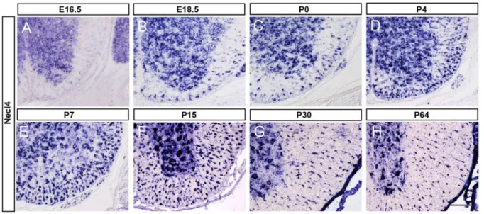 Figure 1. Necl-4 expression in embryonic and postnatal spinal cords. A–H: Spinal cord sections from E16.5, E18.5, P0, P4, P7, P15, P30 and P64 were subjected to ISH with Necl-4 riboprobe