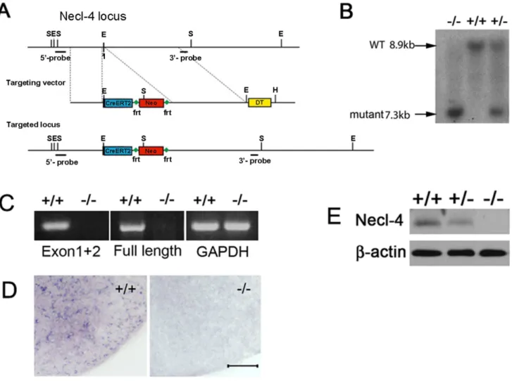 Figure 5. Generation of Necl-4 knockout mice. A. Schematic representation of Necl-4 gene-targeting vector