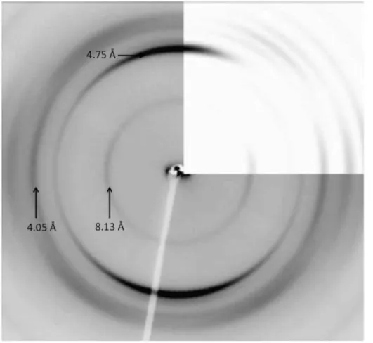 Figure 2. Experimental and calculated X-ray fibre diffraction pattern for fibres of the poly-L-glutamine peptide, D 2 Q 15 K 2 