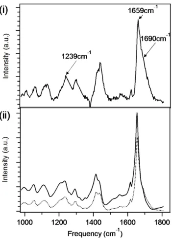 Figure 3. Raman and predicted M-CARS spectra of fibres of D 2 Q 15 K 2 . (i) Raman spectrum of the fibres of D 2 Q 15 K 2 as evaluated by X-ray diffraction
