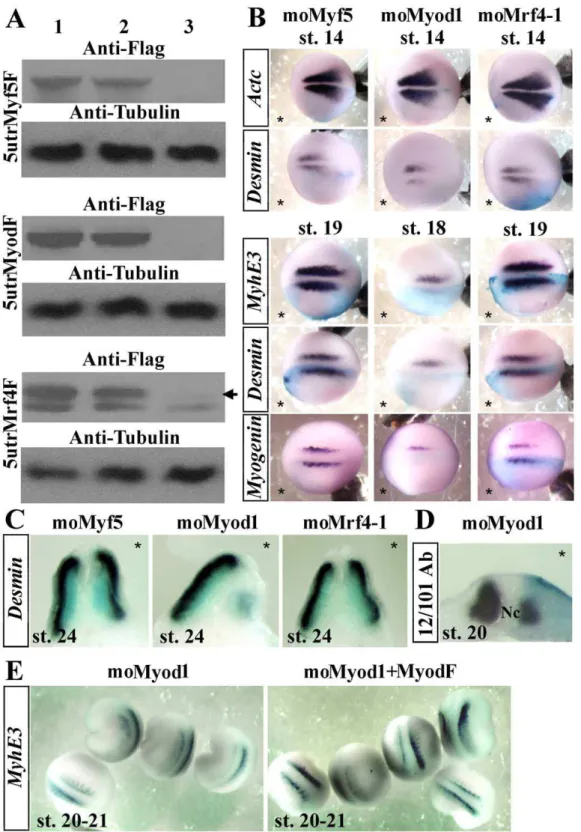 Figure 1. Myod is required for lateral myogenesis. (A) Western blot with anti-flag and anti-tubulin antibodies of gastrula embryos injected bilaterally at the two-cell stage with 300 pg of 5utrMyf5F, 5utrMyodF or 70 pg of 5utrMrf4F synthetic mRNAs alone or
