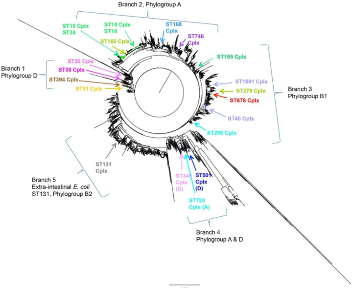 Figure 2. Neighbour joining tree of all E. coli and enteroaggregative E. coli in this study