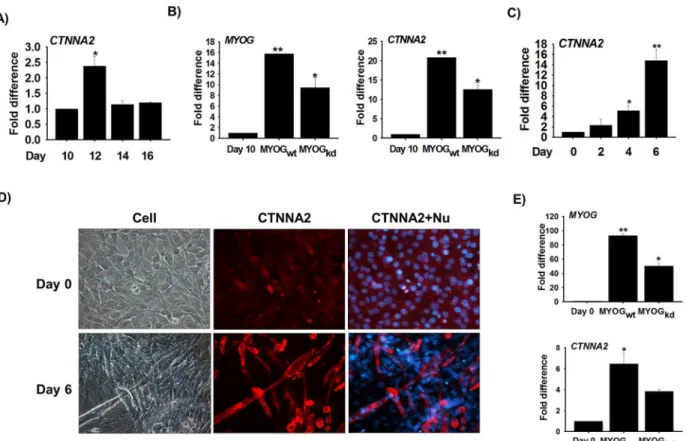 Fig 5. CTNNA2 expression during myogenesis in bovine MSCs and C2C12 cells. Bovine MSCs were cultured for 10, 12, 14, and 16 days in DMEM supplemented with 10% FBS and 1% penicillin/streptomycin (P/S)