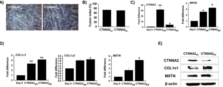 Fig 6. Myogenesis and associated genes evaluated by CTNNA2 knock-down. C2C12 cells were transfected with CTNNA2-specific siRNA and incubated with 2% FBS for 6 d