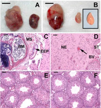 Table 1. Breeding efficiency in 129.MOLF-L1 congenic mice with or without in utero flutamide, DES, or radiation treatment.