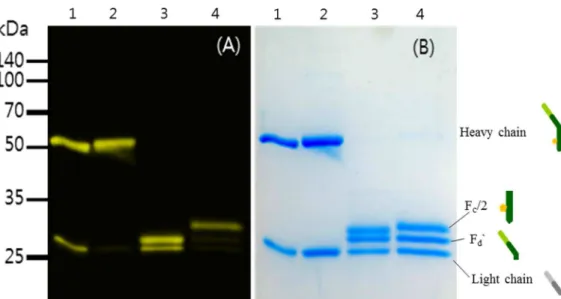 Fig 6. (A) The fluorescence scanning image of Alexaflour488-conjugated HM2 and AlexaFlour488-conjugated trastuzumab and (B) its reducing SDS-PAGE gel (12%) image
