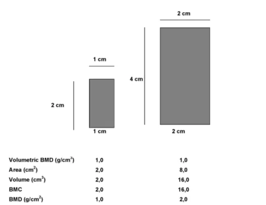 Figure 1. Areal BMD measurements are influenced by bone size, with larger bones of similar volu- volu-metric BMD having higher areal BMD values.