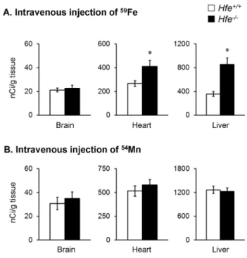 Figure 2. Effect of HFE deficiency on absorption of 59 Fe and