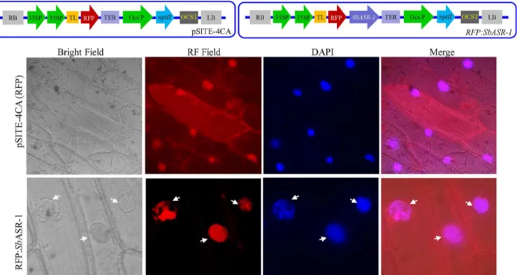 Fig 3. Subcellular localization of SbASR-1:RFP translational fusion protein in onion epidermal cells