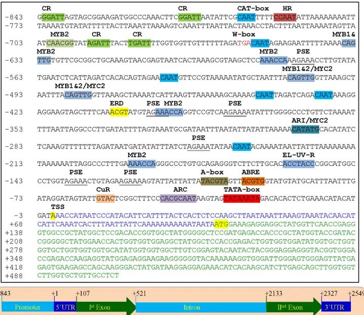 Fig 2. Graphical representation of SbASR-1 gene genomic organization. Total length of the gene is 2549 bp, which comprised of 106 bp 5 ’ -UTR, 414 bp exon I, 1611 bp intron, 195 bp second exon II and 224 bp 3’-UTR
