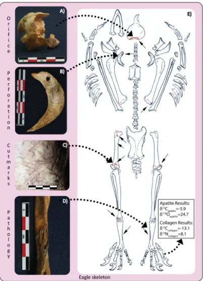 Fig 3. Eagle (Element 2246) placed post-mortem (secondarily) in Entierro 6 with surface