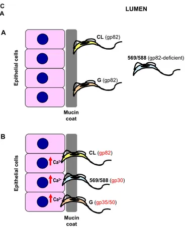 Fig. 6 – Model of molecular interaction of T. cruzi metacyclic forms with gastric mucin and gastric mucosal epithelium upon oral infection of mice