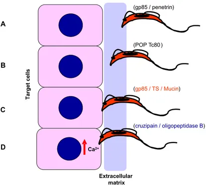 Fig. 7 – Model of molecular interaction of T. cruzi bloodstream trypomastigotes with target cells.
