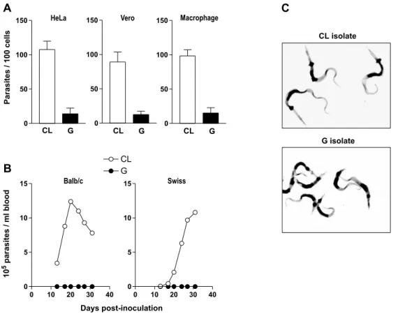 Fig. 2 – Differential in vitro and in vivo infectivity of T. cruzi isolates CL and G. A) MT infectivity upon incubation of parasites for 3h with different cell types (HeLa, Vero or mouse peritoneal macrophages)