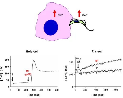 Fig. 4 – Ca 2+ response induced by T. cruzi-host cell interaction. Transient intracellular Ca 2+