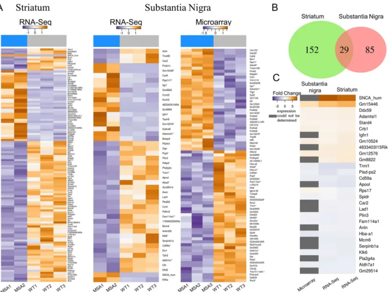 Fig 2. Differential expression of mRNAs in a mouse model of pre-motor stage MSA. (A) Heatmaps represent significantly differentially expressed genes of RNA-seq (striatum, SN) and microarray (SN) analyses