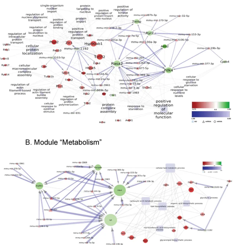 Fig 7. Deregulated miRNA-mRNA regulatory network in the striatum of MSA mice in pre-motor stage of disease: Modules “ Protein handling ” (A) and