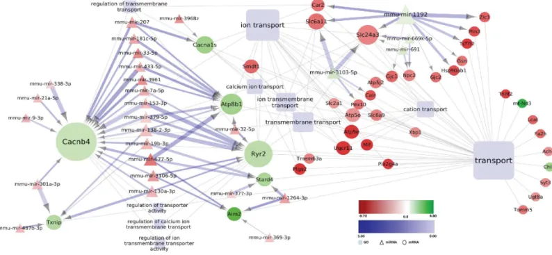 Fig 8. Deregulated miRNA-mRNA regulatory network in the striatum of MSA mice in pre-motor stage of disease: Modules “ Transmembrane transport” (A) and “Cell death” (B)