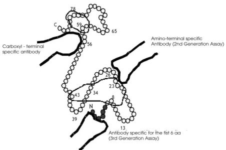 Figure 1. Schematic representation of 2nd and 3rd generation immunometric assays for PTH