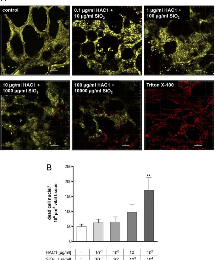 Figure 2. Three dimensional detection and semi-quantitative image analysis of viability staining after 24 h of incubation with HAC1 bound onto SiO 2 nanoparticles in human PCLS