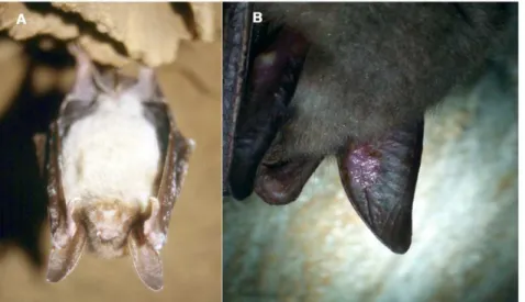 Figure 1. White-nose syndrome symptoms in the Czech Republic and Slovakia. (A) Hibernating M
