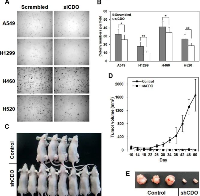 Figure 3. Knockdown of CDO in NSCLCs showed the reduction of in vitro and in vivo tumorigenesis