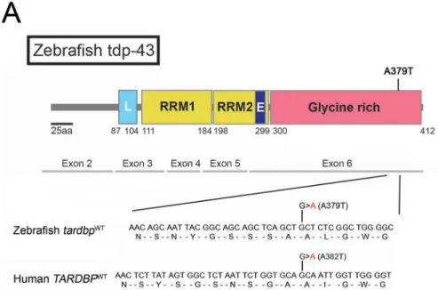 Fig 1. HDR knockin of point mutations in zebrafish using the CRISPR/Cas9 system with ssODN templates