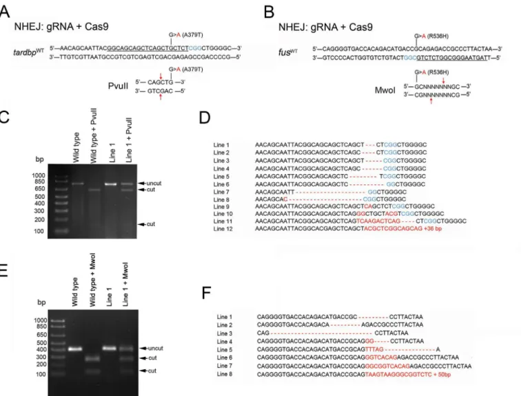 Fig 2. NHEJ reliably generated indels at target site but failed to generate point mutations