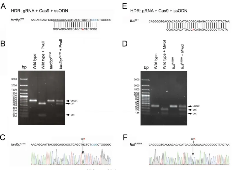 Fig 3. Generation of point mutations encoding tardbp A379T and fus R536H was achieved by HDR