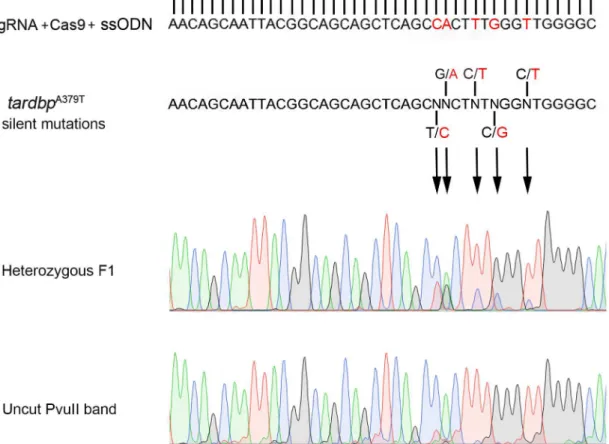 Fig 4. HDR ssODN template integration was confirmed by the inclusion of multiple silent around the tardbp A379T point mutation