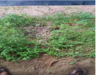 Fig. 12. Biodegradation of coir with time.