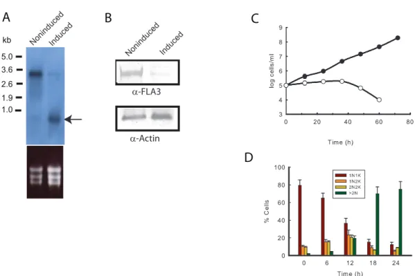 Figure 4. FLA3 is an essential protein in the bloodstream form o f T. brucei. Panel A