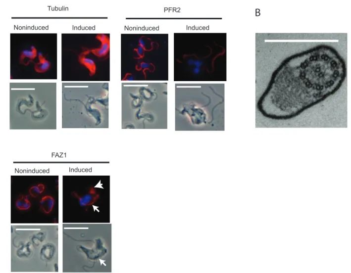 Figure 6. The effect of the loss of FLA3 on the location of proteins associated with the flagellum and flagellar attachment zone.