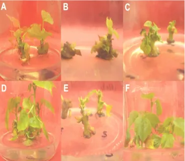 Figura 1. Organogênese in vitro da cv. BRS Rubi: 