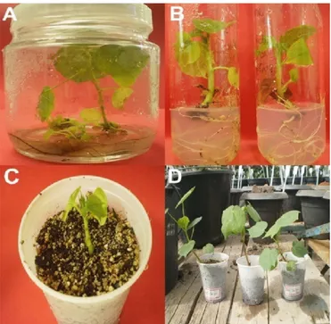 Figura 3. Organogênese in vitro da cv. BRS Rubi. 