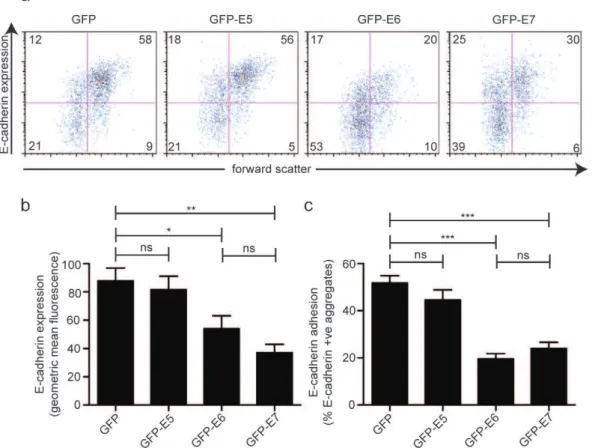 Figure 2. E-cadherin expression and E-cadherin mediated adhesion is reduced in cells expressing HPV16 E6 and E7