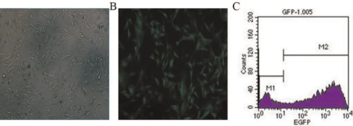 Figure 3. Morphological images of CMs and their expression of cTnT. A) CMs cultured for 24 hours; B) CMs cultured for 5 days; D) cTnT staining (red); E