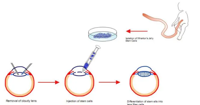 Fig. 1. Schematic diagram of hypothesis.