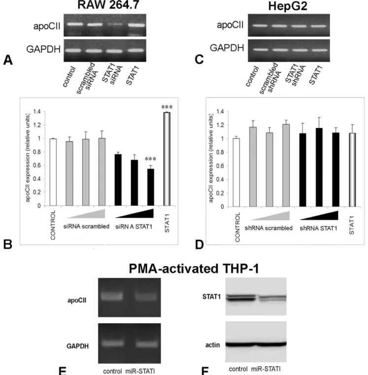 Figure 3. STAT1 positively modulates apoCII expression in macrophages, but not in hepatocytes